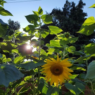 IMG_20150922_181521_resized